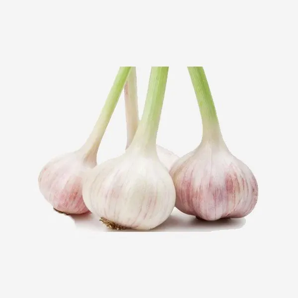 Organic Storage garlic