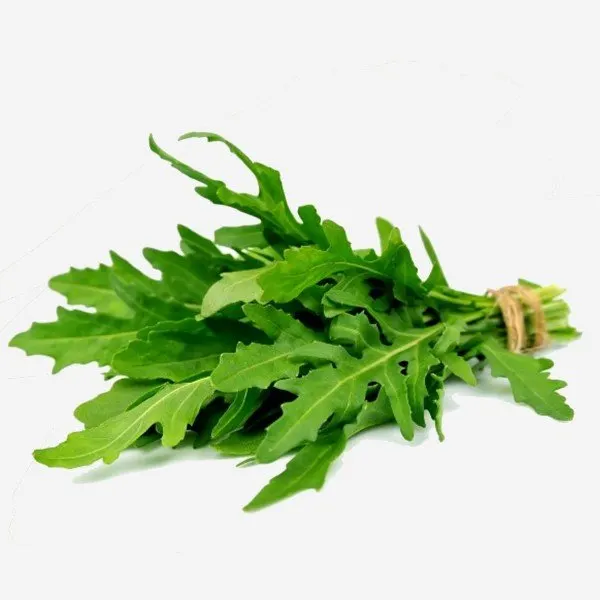 Roquette bio, Organic Square Marrakech