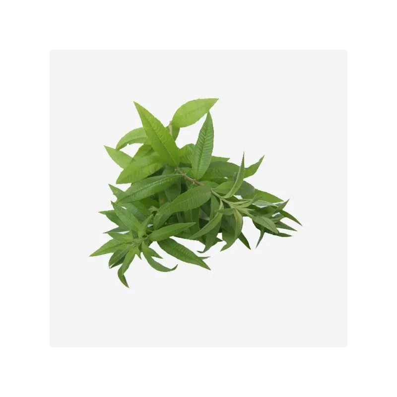 Organic Verveine